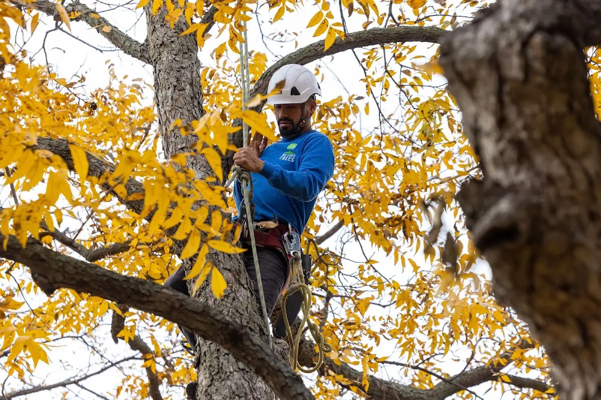 Skilled Tree Planting crew working in Bridgeport